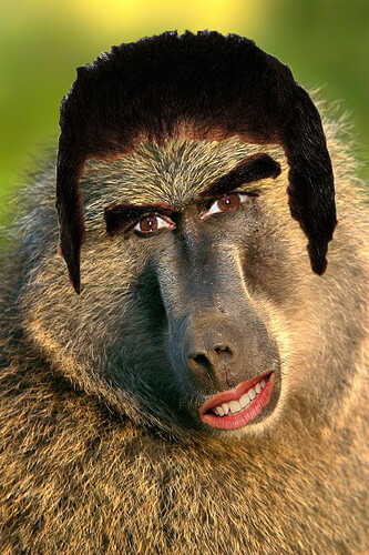 Ed Baboon