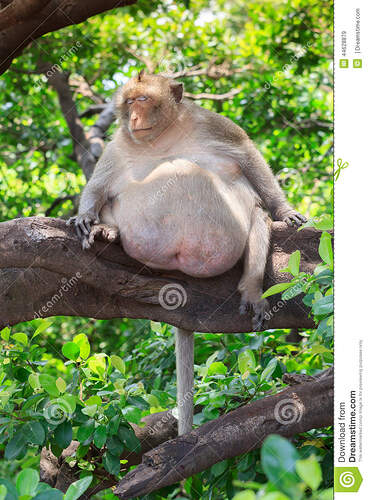 fat-monkey-sleeping-branch-face-happy-44628879