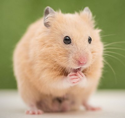 hamster