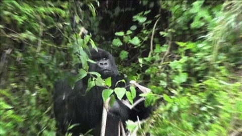giphy (19)