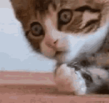 oooocat