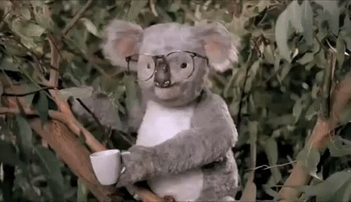 FukkThisKoala