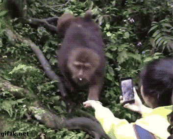 monkeyphone